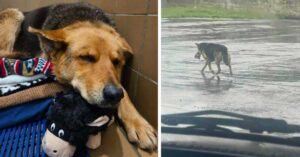 German shepherd dog abandoned with stuffed toy