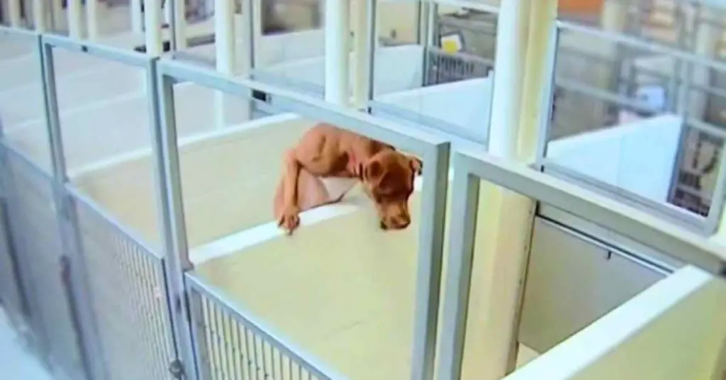 dog in shelter climbing into next kennel