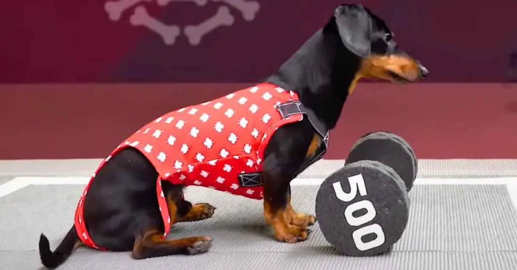 dog olympics deadlift