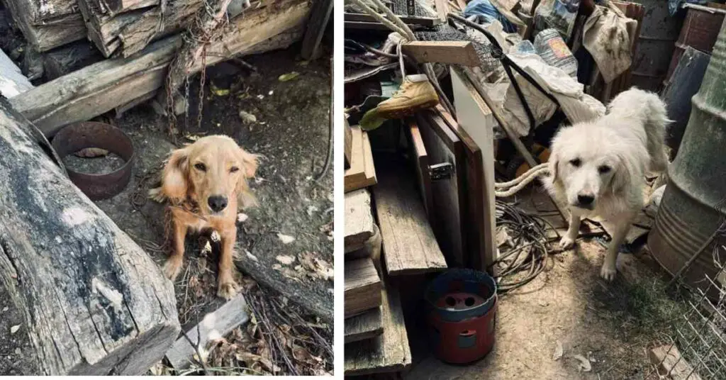 dogs chained up in dump