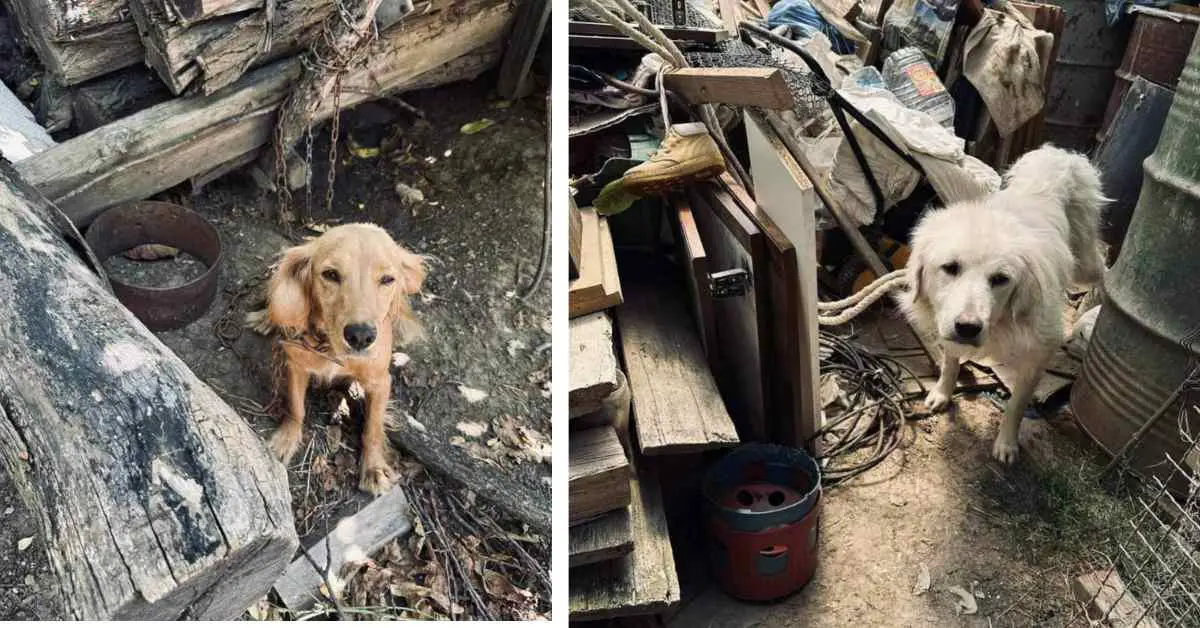 dogs chained up in dump