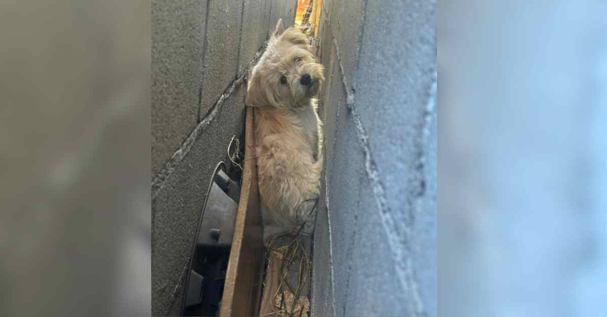 lost dog squashed between two walls