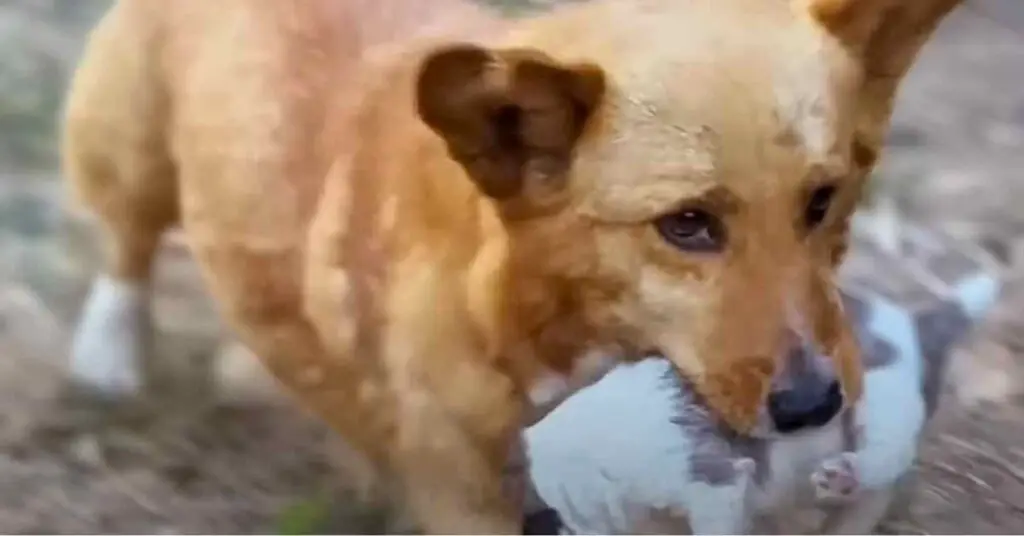 stray mother dog carrying her puppy in her mouth