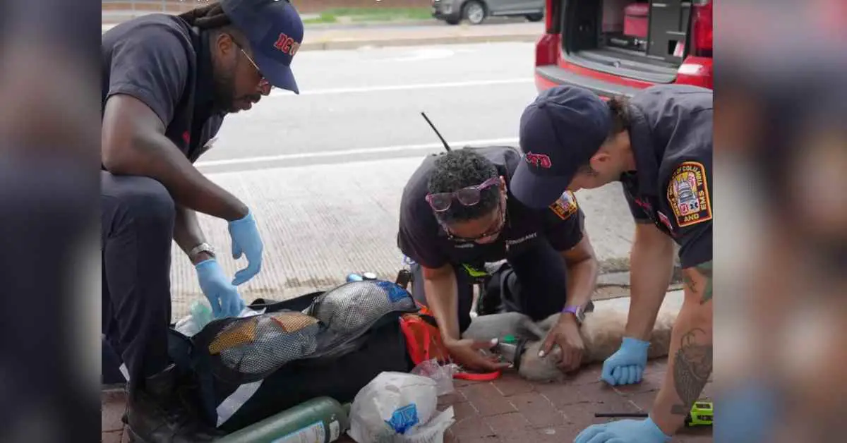 firefighters perform cpr on dog