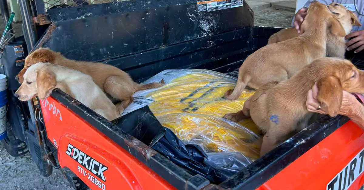 puppies rescued from beach in back of truck