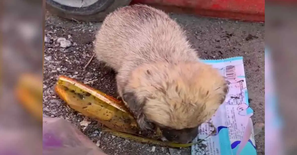 stray puppy eating garbage