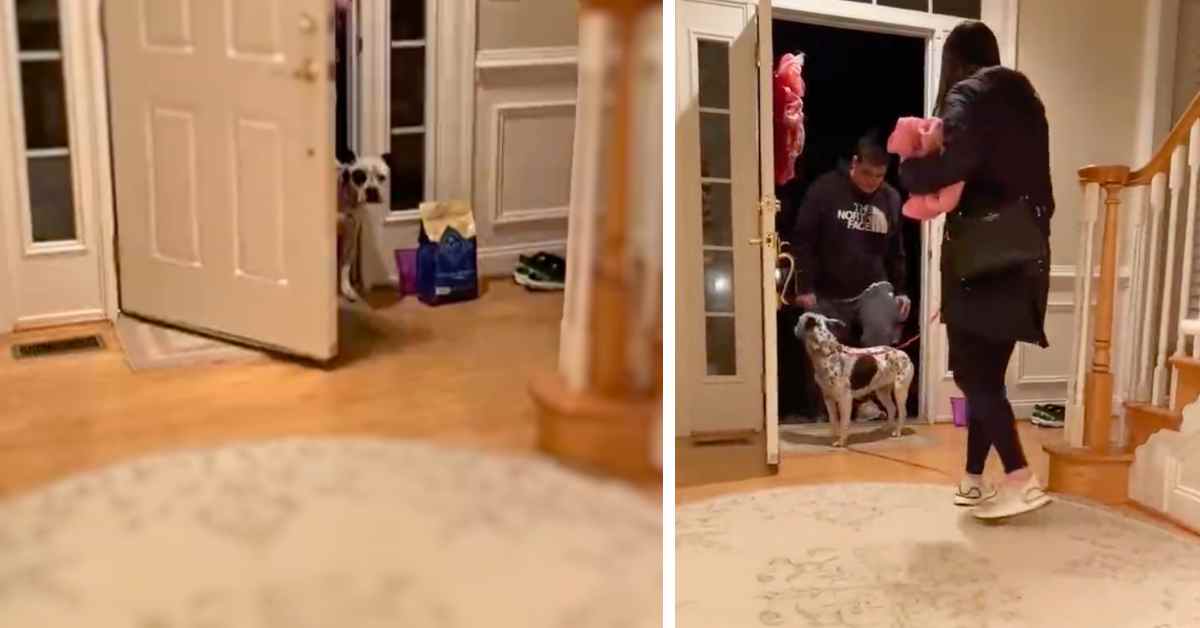dog entering door in new home