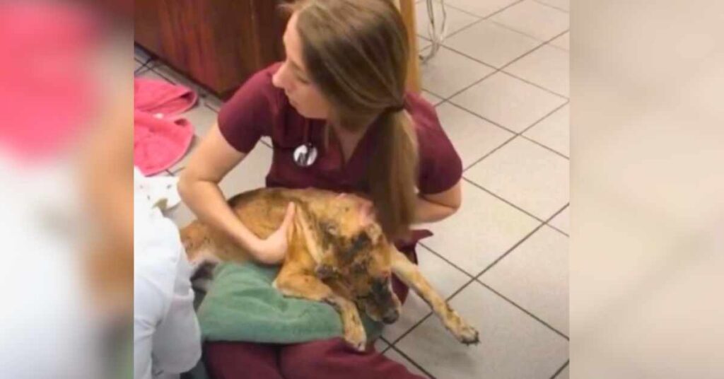 vet with dog burned in fire