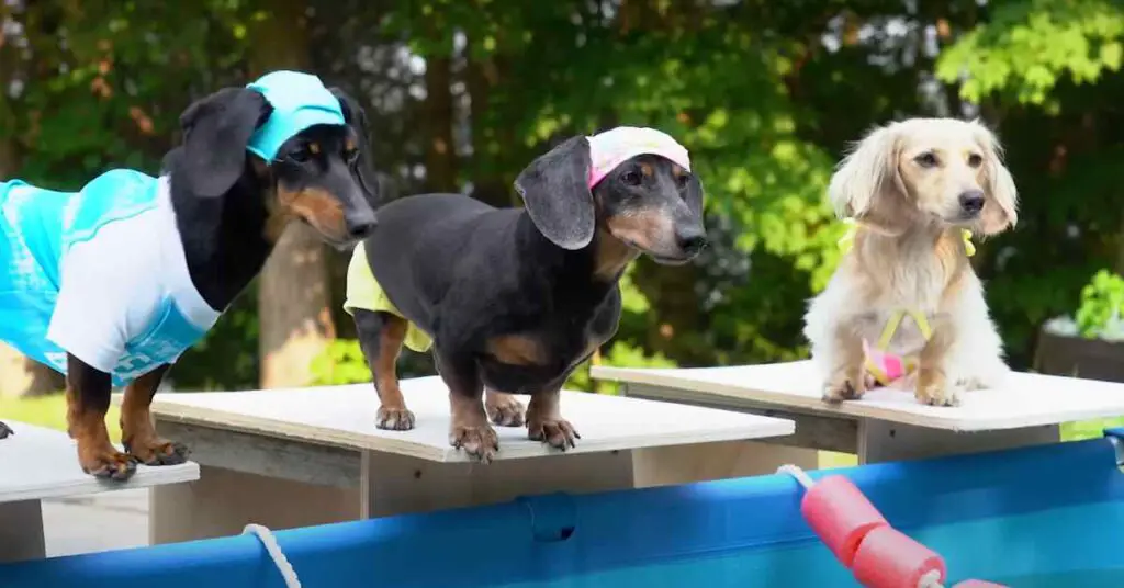 dogs on diving boards ready to swim in Weiner Olympic Games