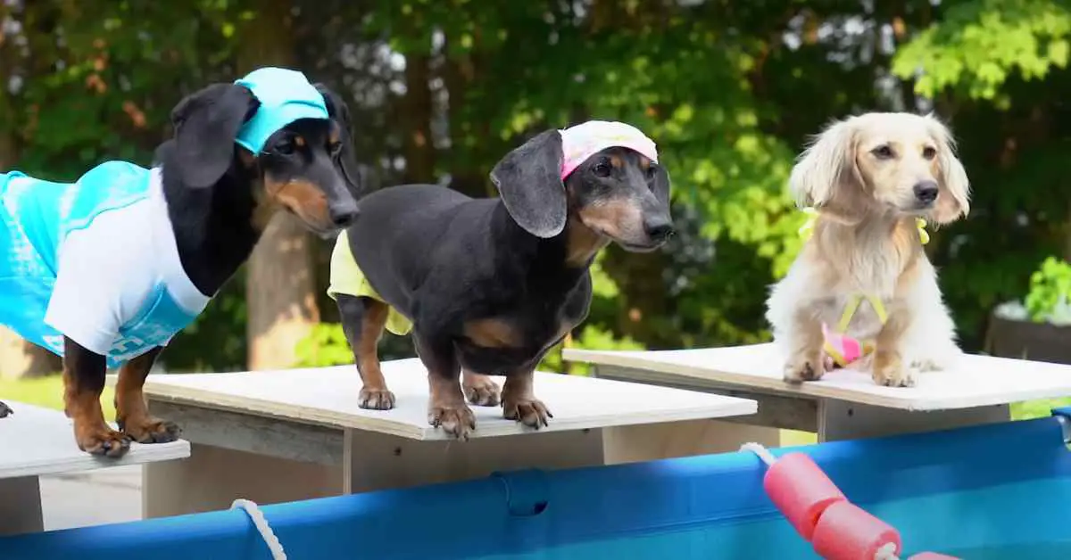 dogs on diving boards ready to swim in Weiner Olympic Games