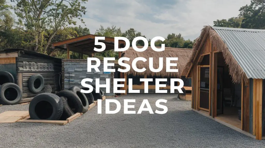 5 dog rescue shelter ideas