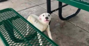 dog tied to bench