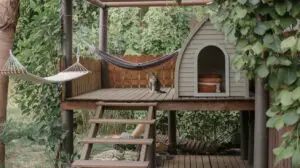 inspiring outdoor cat room ideas