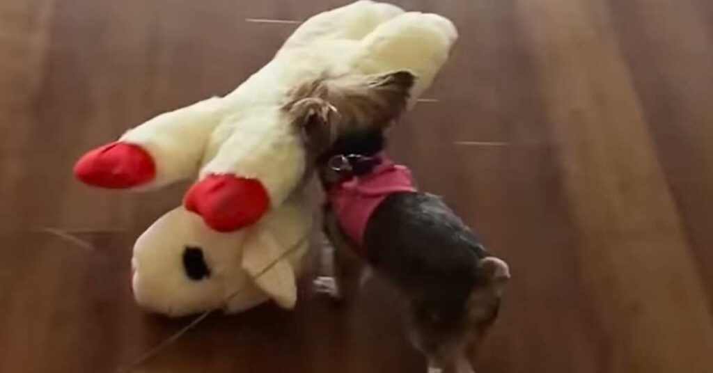 tiny dog big toy